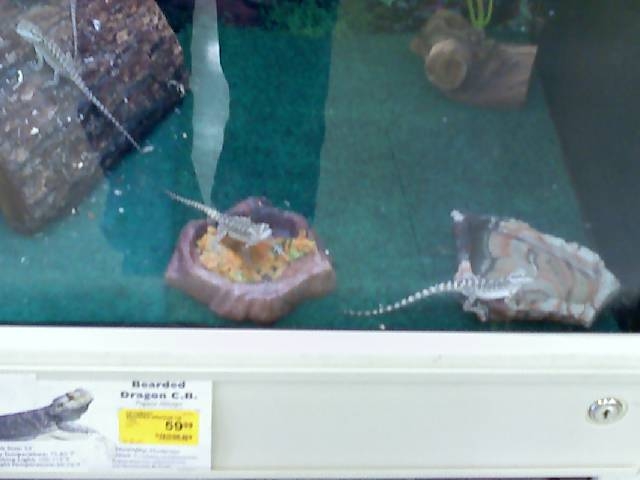 Bearded Dragons