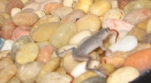 Feed1