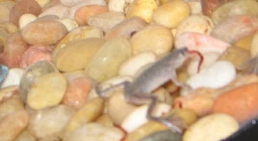 Feed1