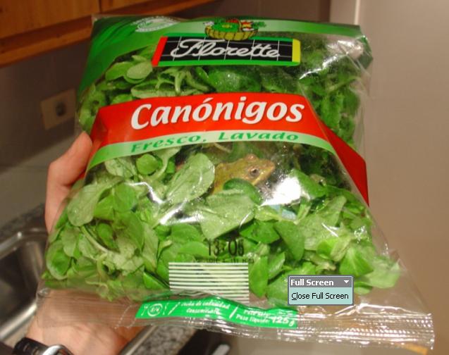 Frog Lettuce