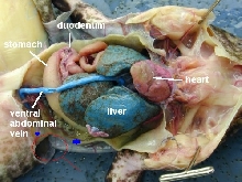 Frog internal organs