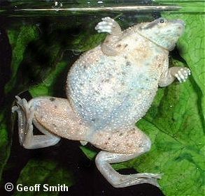 gravid adf