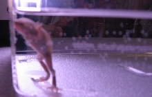 DunkinBloatA