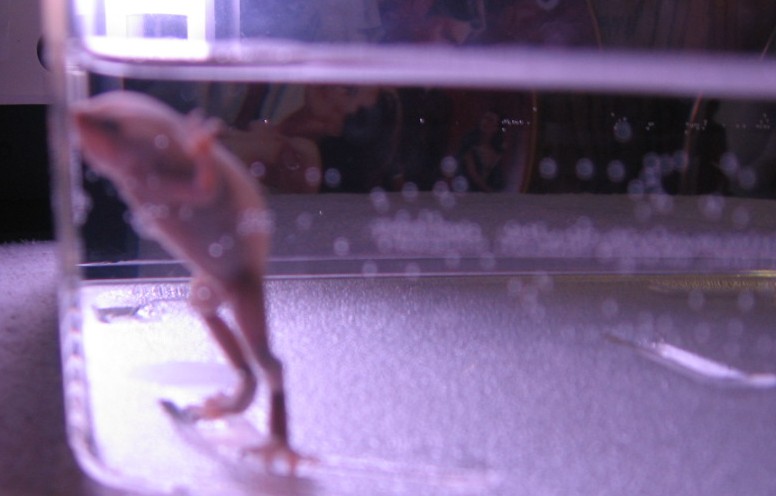 DunkinBloatA