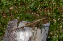 Adult lizard