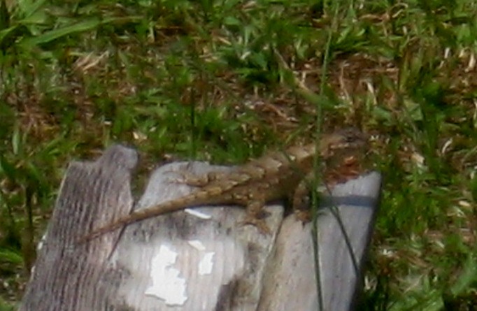 Adult lizard