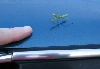 praying mantis
