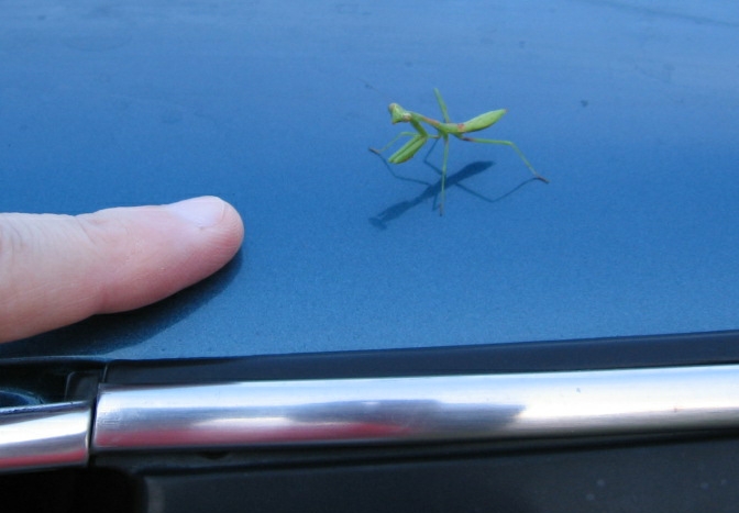 praying mantis