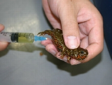 Newt Aspiration