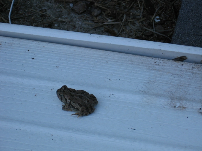 Traveller Toad A