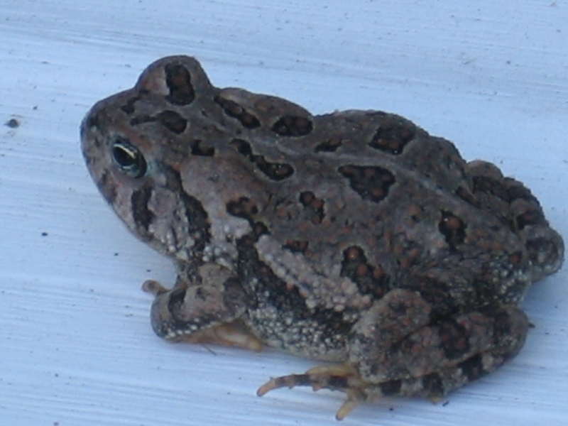 traveller toad b
