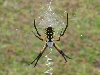 Writing Spider