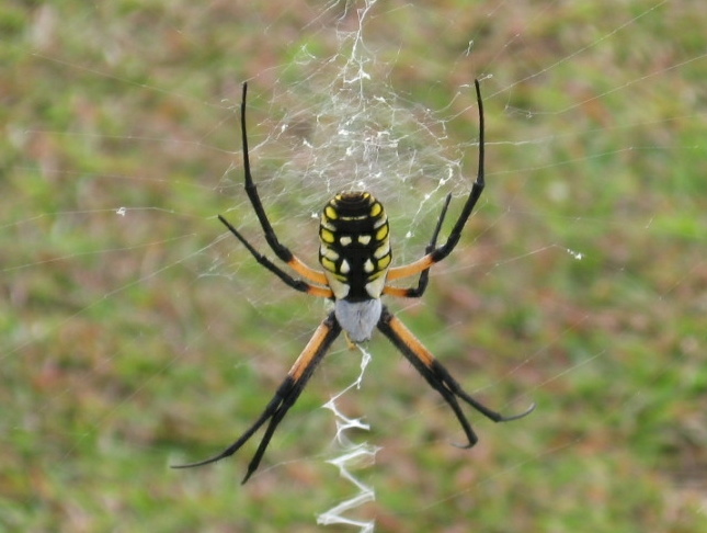 Writing Spider