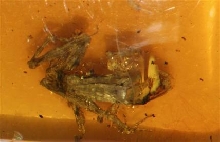 frog in amber