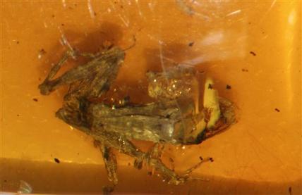 frog in amber