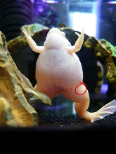 butterbean