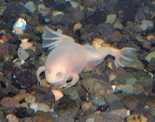 xenopus with fluid