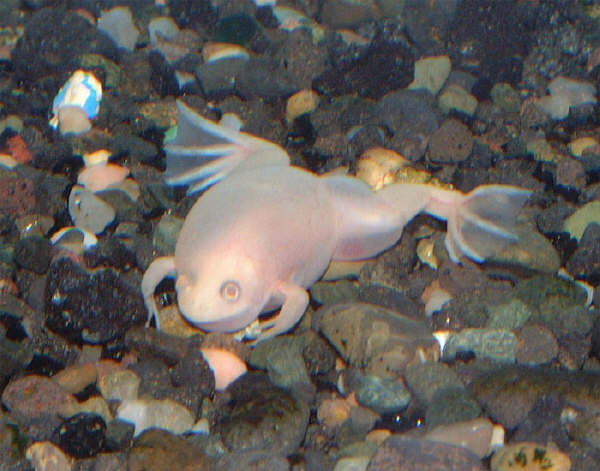 xenopus with fluid