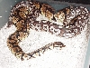 Mojave Breeding pastel
