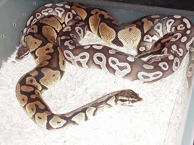 Mojave Breeding pastel