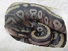 Mojave hatchling