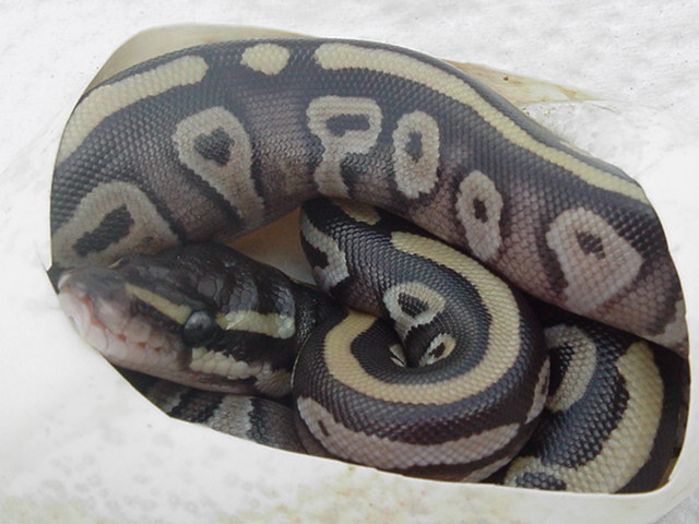 Mojave hatchling