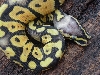 Super Pastel head shot