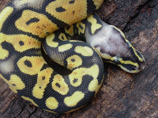 Super Pastel head shot