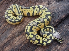 Super Pastel