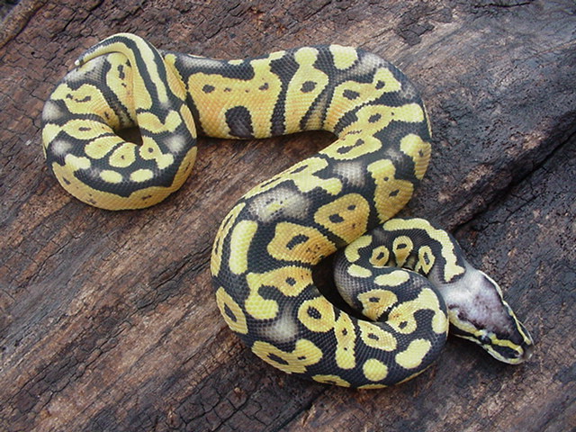 Super Pastel