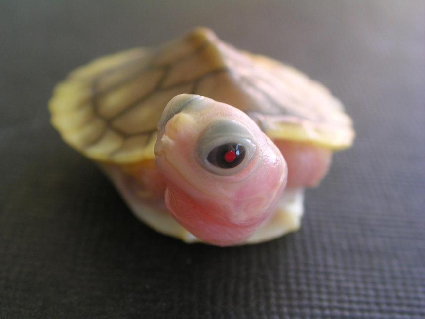 Beautiful baby caramel pink albino male
