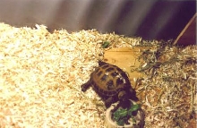 boris