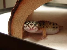 Sims Smiling