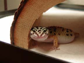 Sims Smiling