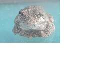 Grey Tree Frog?