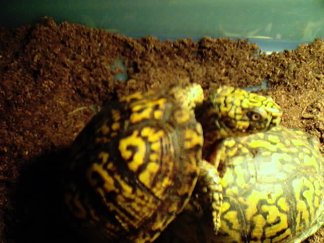 Eastern Boxie