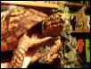 Eastern Box turtle male