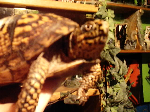 Eastern Box turtle male