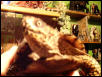 Eastern Box turtle