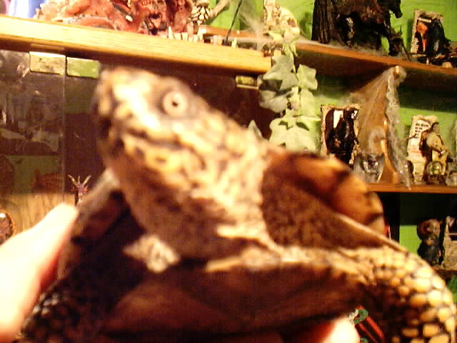 Eastern Box turtle