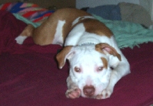 Rudie caught in the act