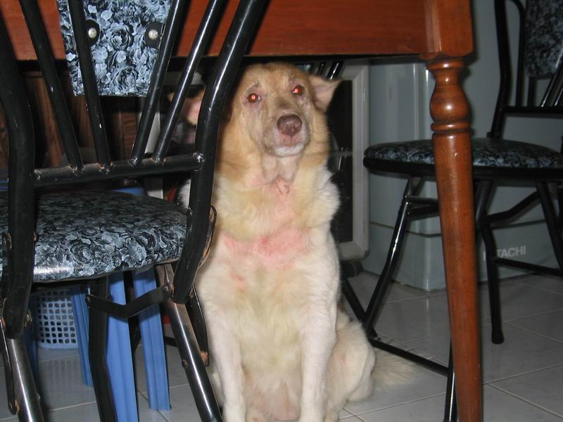 hairloss