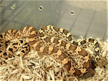Amarillo Texas Locale Yellow Phase Bullsnake
