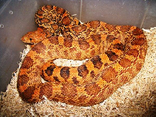 Amarillo Texas Locale Red Phase Bullsnake