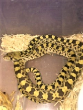 Christine Texas Locale Specific Bullsnake