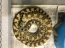 Eddy County New Mexico Locale Specific Bullsnake