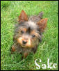 Sake the super yorkie