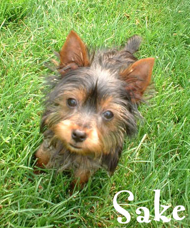 Sake the super yorkie