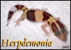 Baby Bumble Bee Fattail