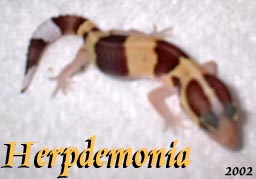 Baby Bumble Bee Fattail